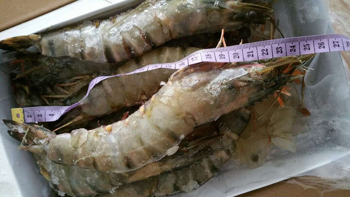 尚致 青岛大黑虎虾 820g 8只 22cm 盒装 晒单图