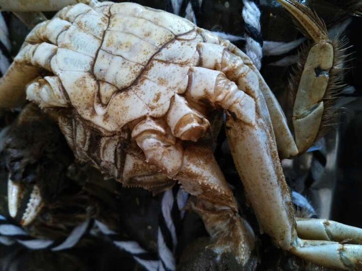 [晒单帖]旁蟹大均衡,十个蟹就是其中两个少了个脚,.