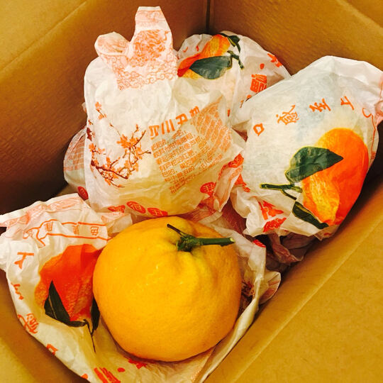 云南丑柑丑橘不知火5斤装 自营水果大小不一,不过挺好吃的,朋友马上也