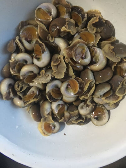威海孙小乔海鲜 鲜活小香螺 玉螺 荸荠 海鲜1500g 200个左右/斤很好