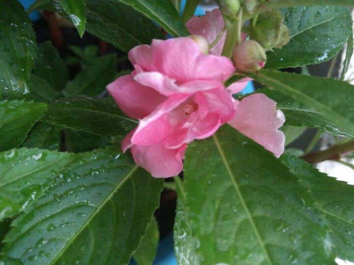 花仙子花仙子 粉煦茶花凤仙种子:"发芽率ok的,也长大开花了,但感觉像