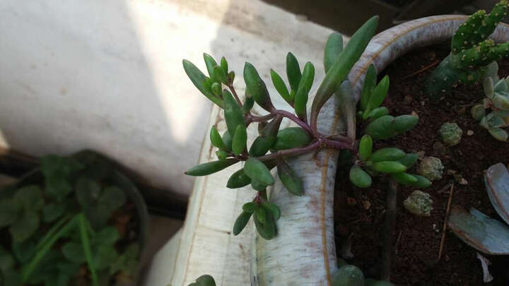 卡塔利娜·丹尼斯的主要作品