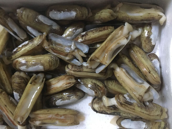 【活鲜】山东蓬莱鲜活蛏子 1000g 1份 盒装 海鲜水产大部分全死了