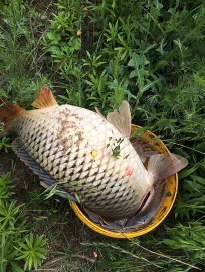 垂钓用品  鱼线 中西钓线  中西钓线 商品评价  小线极蚕大线青峰,妥