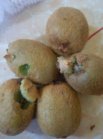 生鲜 水果 奇异果/猕猴桃  京觅奇异果12粒  京觅奇异果12粒 商品评价