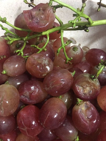 生鲜 水果 葡萄/提子  京东生鲜国产红提葡萄  京东生鲜国产红提葡萄