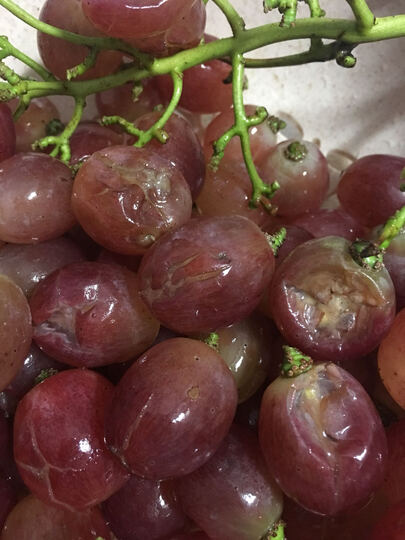 生鲜 水果 葡萄/提子  京东生鲜国产红提葡萄  京东生鲜国产红提葡萄