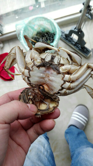 俏苏阁俏苏阁大闸蟹:"将军蟹,怎么这么黑,洗也洗不掉,怎么也刷不干净