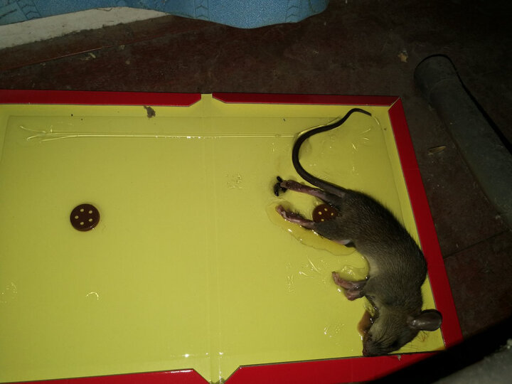 安速老鼠吱吱板:"头晚上地方没选好,第二天换了个地方刚睡下就逮住了