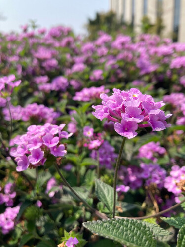 真实情况透露戴尔e2216hv和p2213哪个好？深度剖析功能区别