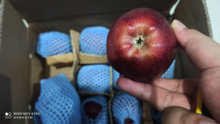 【避坑指南】真实评测 百运通 优缺点，教你怎么样挑选质量好的苹果 ！