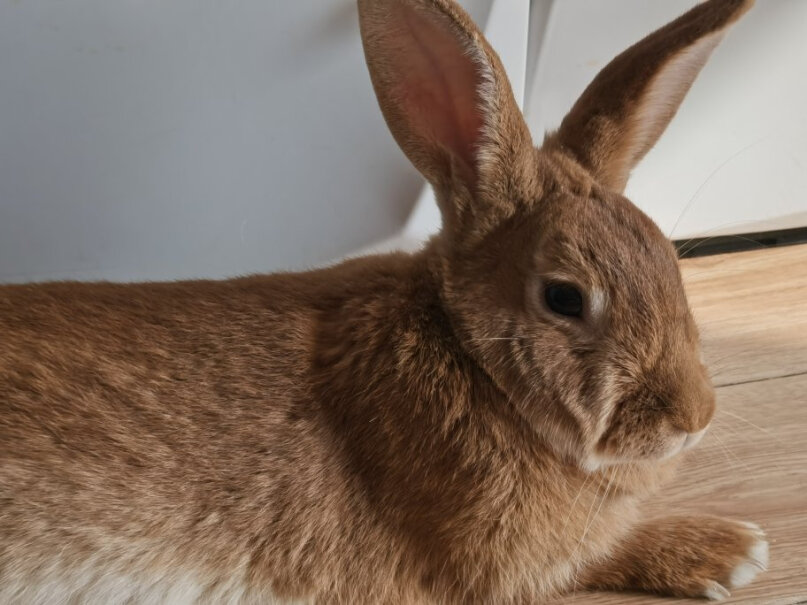 洁西悬挂式饮水壶500毫升兔子豚鼠龙猫我家兔子现在不吃，怎么办？