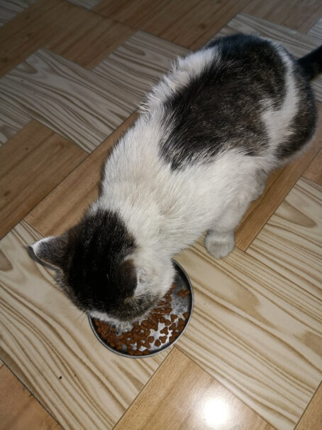 好主人猫粮室内天然粮5斤猫咪吃了会有口臭吗？
