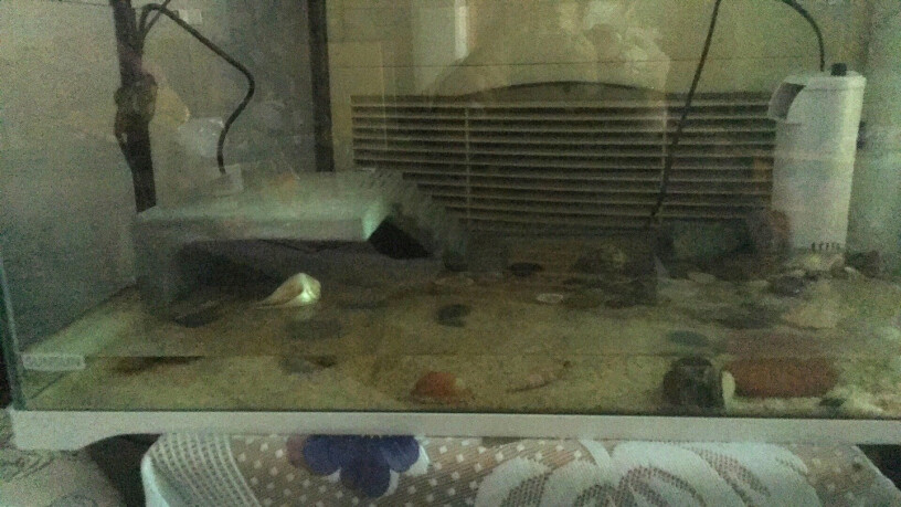 爬宠用品森森乌龟缸带晒台家用桌面水陆鱼缸高清玻璃鱼缸龟缸一体为什么买家这样评价！小白必看！