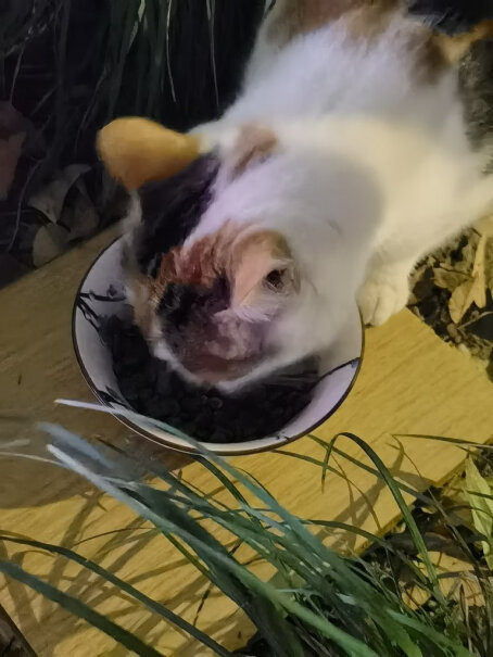 网易严选 宠爱相伴全价猫粮 1.8kg布偶猫可以吃吗？
