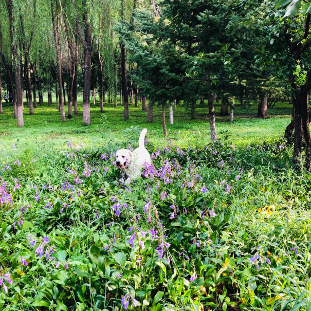 狗干粮ROYALCANIN网友点评,哪款性价比更好？