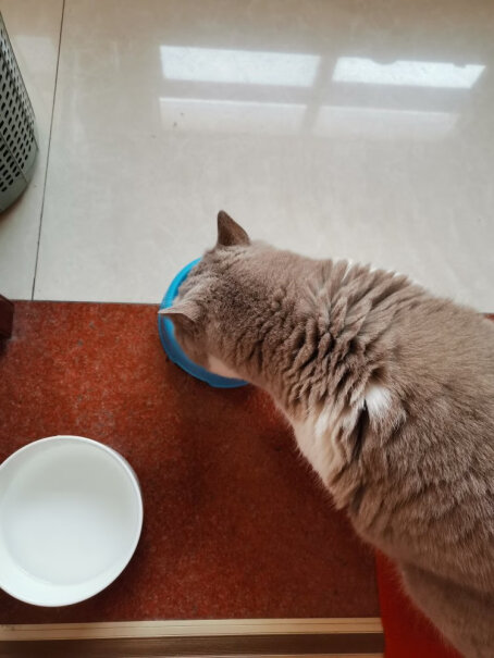 lorde猫零食LORDE里兜猫罐头猫零食罐头猫咪零食成猫幼猫罐头猫湿粮真的好吗！要注意哪些质量细节！