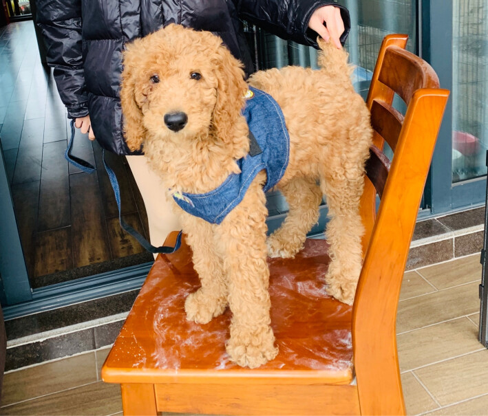 嬉皮狗遛狗绳子狗链子栓狗带中型犬狗狗胸背带宠物用品绳子有多长？