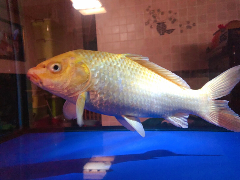 鱼缸-水族箱森森鱼缸水族箱含鱼缸过滤器灯大中型金鱼缸宝马灰评测下来告诉你坑不坑,怎么样？