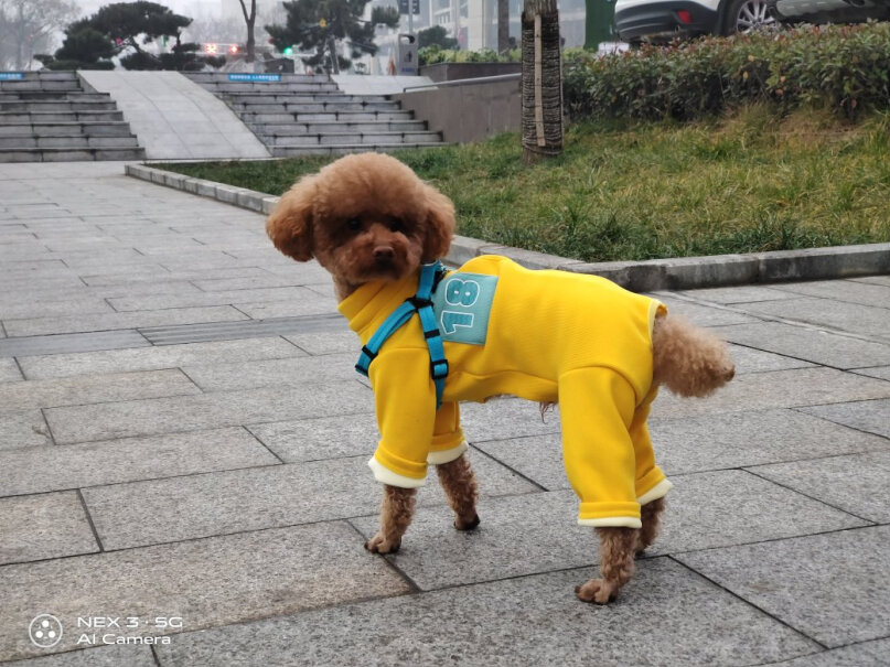 伯纳天纯狗粮中大型幼犬粮4kg阿拉斯加边牧拉布拉多最近同学们买的是不是还很油？