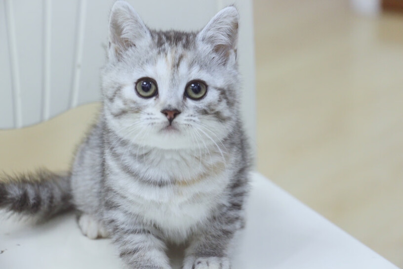 猫干粮Singen信元发育宝活力营养成猫粮10KG小白必看！使用感受？