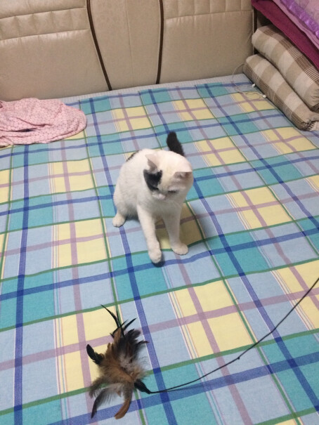 猫玩具田田猫钢丝杆花朵型羽毛鸡毛逗猫棒羽毛棒猫咪逗猫杆猫玩具猫用品到底是不是智商税！评测值得入手吗？