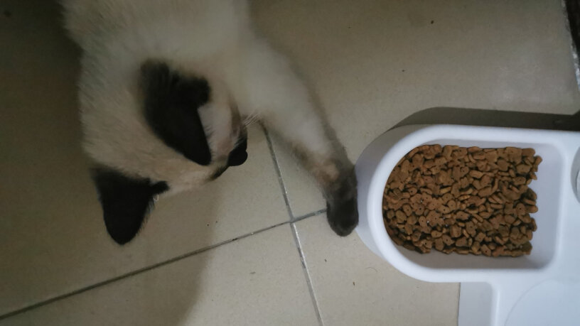 凯锐思幼猫猫粮1-2-4-12个月奶糕深海鱼鱼肉幼猫粮天然粮请问这个猫粮油大吗？