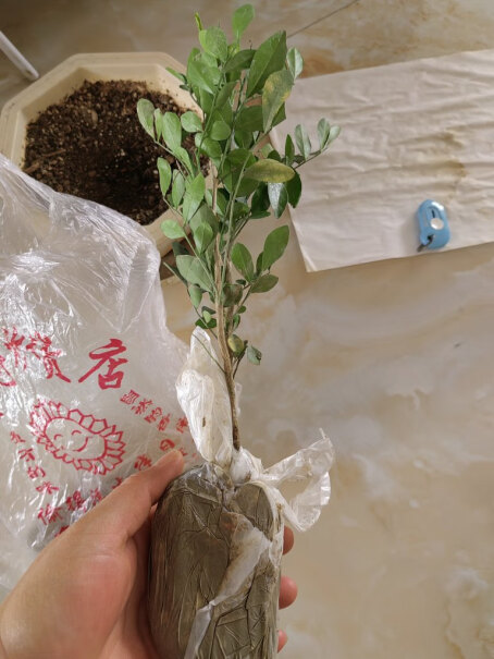 其他品牌绿植盆栽年一棵九里香小苗来年功能评测结果,使用感受大揭秘！