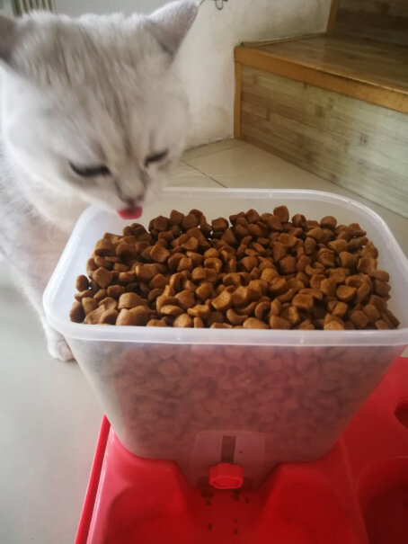 ROYALCANIN11个月的猫可以吃成猫粮吗？