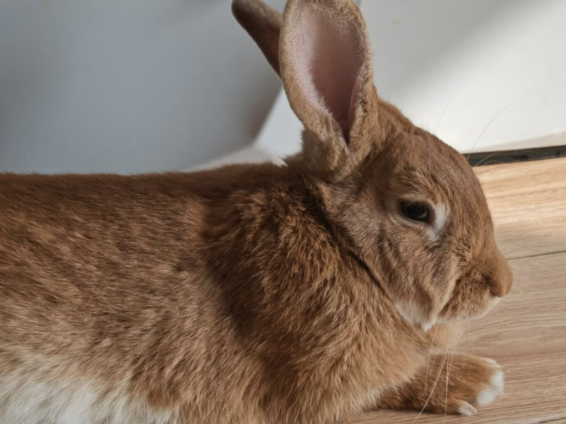 洁西悬挂式饮水壶500毫升兔子豚鼠龙猫我家兔子现在不吃，怎么办？