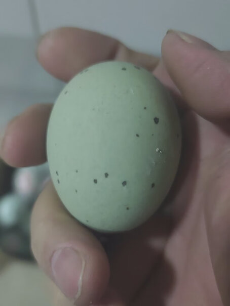 神丹 皮蛋松花蛋 无铅工艺 20枚入手评测到底要不要买？这就是评测结果！
