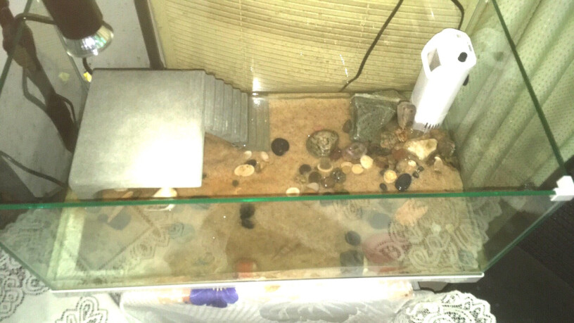 爬宠用品森森乌龟缸带晒台家用桌面水陆鱼缸高清玻璃鱼缸龟缸一体为什么买家这样评价！小白必看！