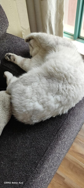科灵格Climca猫驱虫药体内宠物驱虫药芬苯达唑片6片你好，我家狗狗大约7斤半重(泰迪狗)，买哪种型号的适合。