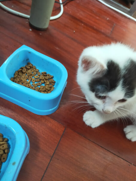 凯锐思幼猫猫粮1-2-4-12个月奶糕深海鱼鱼肉幼猫粮天然粮请问猫粮的配料表前五是什么呀？