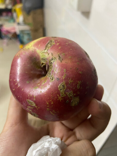 鲁禧山东红富士5斤高山丑苹果真的好吗？最真实的图文评测分享！