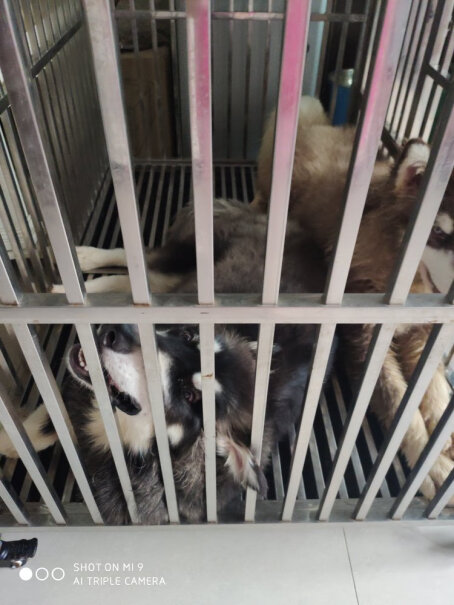 疯狂的小狗成犬狗粮金毛拉布拉多萨摩耶边牧阿拉斯加四个月左右的萨摩耶可以吃多久？