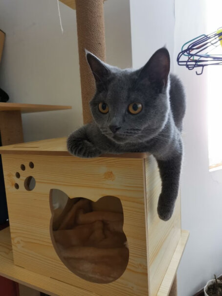 AITAPET木质猫爬架两个月小猫可以用吗？