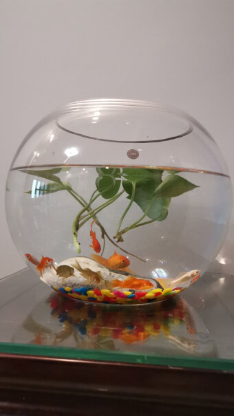 鱼麒麟玻璃金鱼缸小鱼缸小号的玻璃缸直径多少？