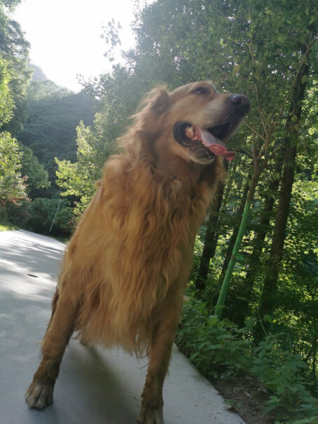 美容电器简斯宠物吹水机大型犬大功率电吹风机狗狗洗澡吹毛烘干机时尚白质量靠谱吗,对比哪款性价比更高？