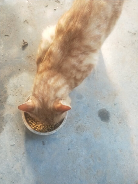 妙多乐猫粮室内成猫1.5kg全价猫粮四个多月的猫可以吃这个猫粮吗？