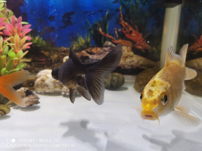 鱼缸-水族箱森森鱼缸水族箱生态超白玻璃缸桌面水草缸客厅造景金鱼缸评测哪款质量更好,分析应该怎么选择？