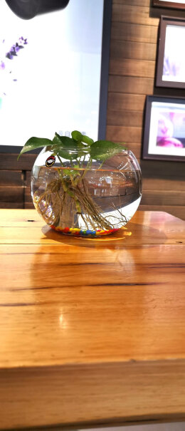 鱼麒麟玻璃金鱼缸小鱼缸刚买时有赠品吗？
