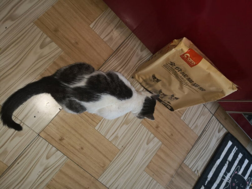 好主人猫粮室内天然粮5斤这个小猫一个多月能吃吗？