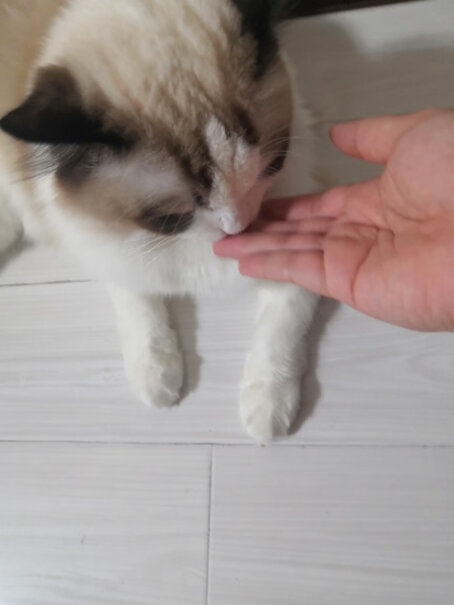辉瑞速诺片猫阿莫西林克拉维酸钾片请问下，3kg的小猫，没法判断是感冒还是猫鼻支，可以吃吗？