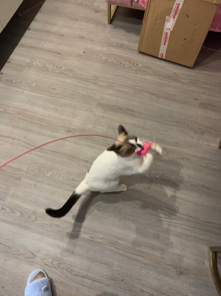 猫玩具憨憨乐园逗猫棒剑麻球带铃铛款评测教你怎么选,冰箱评测质量怎么样！