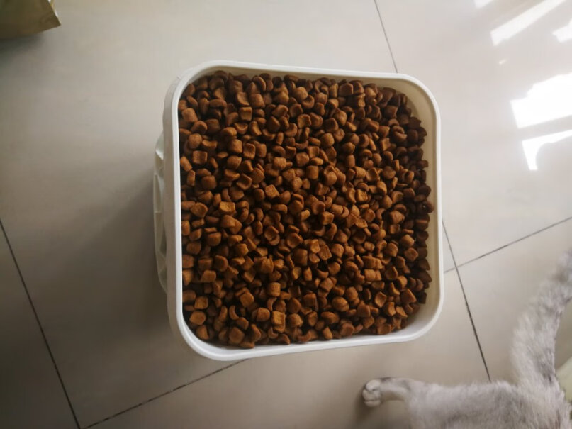 ROYALCANIN11个月的猫可以吃成猫粮吗？