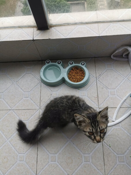 凯锐思幼猫猫粮1-2-4-12个月奶糕深海鱼鱼肉幼猫粮天然粮有一说一，这猫粮好不好。摸着良心说？