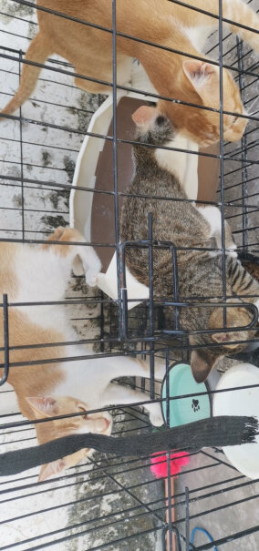 凯锐思幼猫猫粮1-2-4-12个月奶糕深海鱼鱼肉幼猫粮天然粮这个猫粮硬嘛？