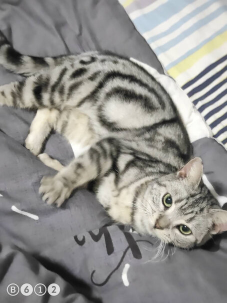 凯锐思幼猫猫粮1-4个月奶糕深海鱼三文鱼鱼肉幼猫粮天然粮六个月的猫咪可以吃吗？