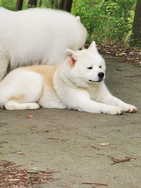 力狼狗粮中华田园犬可以喂狗粮吗？